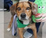 Small #2 Beagle-Catahoula Leopard Dog Mix
