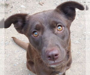 Medium Labrador Retriever Mix