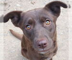 Small Labrador Retriever Mix