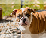 Small Photo #21 Olde English Bulldogge Puppy For Sale in OVERLAND, KS, USA