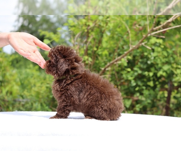 Medium Photo #14 ShihPoo Puppy For Sale in DYERSBURG, TN, USA