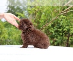 Small #13 ShihPoo