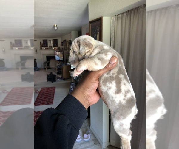 Medium Photo #10 English Bulldog Puppy For Sale in KILLEEN, TX, USA