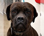 Small American Staffordshire Terrier Mix