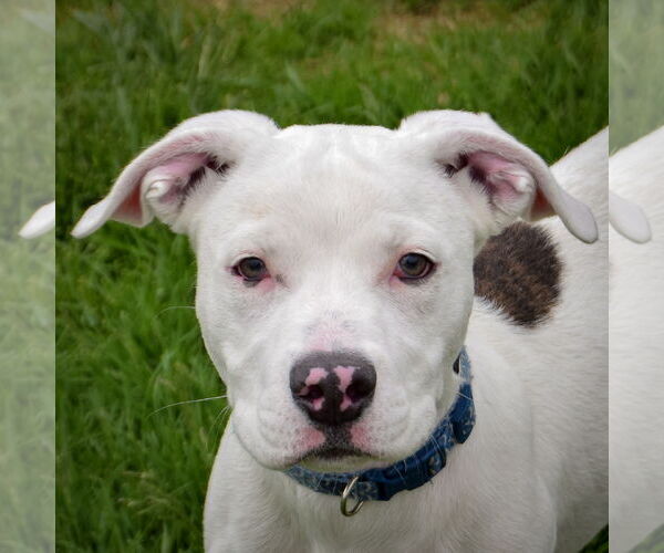 Medium Photo #2 American Staffordshire Terrier-Boxer Mix Puppy For Sale in Huntley, IL, USA