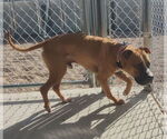 Small American Staffordshire Terrier Mix