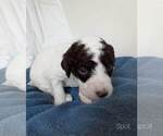 Small Photo #29 Labradoodle-Poodle (Standard) Mix Puppy For Sale in GALION, OH, USA