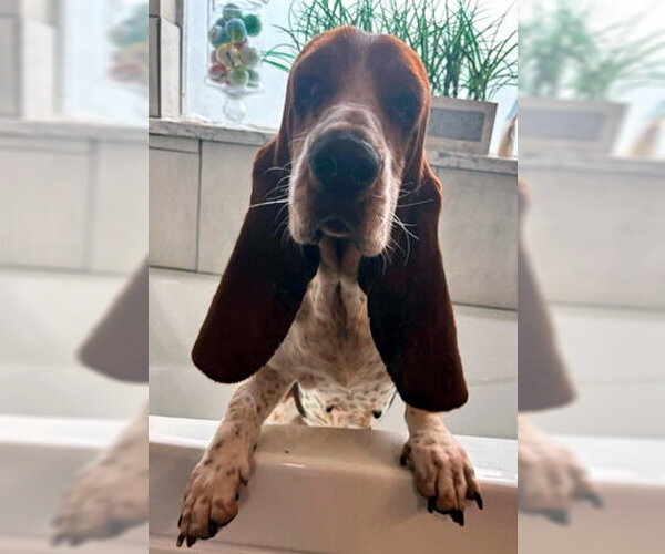 Medium Photo #3 Basset Hound Puppy For Sale in Deepwater, NJ, USA