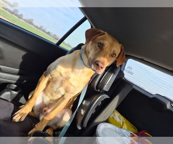Medium Photo #3 Labrador Retriever-Unknown Mix Puppy For Sale in Boston, MA, USA