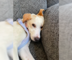 Small #4 Labrador Retriever Mix