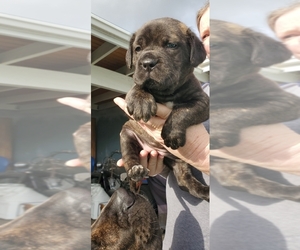 Ultimate Mastiff Puppy for sale in DOWNEY, CA, USA