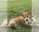 Small #2 Shiba Inu