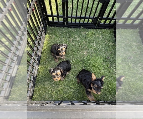 Medium Photo #10 Yorkshire Terrier Puppy For Sale in ARLINGTON, TN, USA