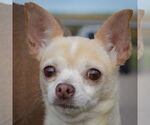 Small Chihuahua