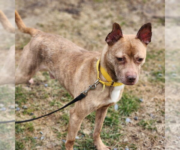 Medium Photo #3 Mutt Puppy For Sale in Walnutport, PA, USA