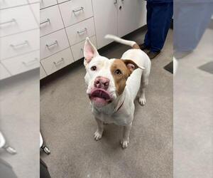 Mutt Dogs for adoption in HESPERIA, CA, USA