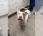 JASON - Male Mutt Dog for Adoption - Small photo