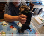 Small Photo #5 Schnauzer (Miniature) Puppy For Sale in ROCKINGHAM, NC, USA