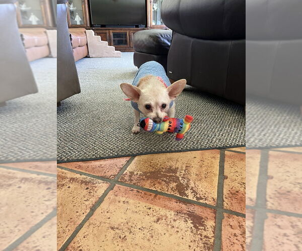 Medium Photo #15 Chi-Poo (Miniature) Puppy For Sale in Plantation, FL, USA