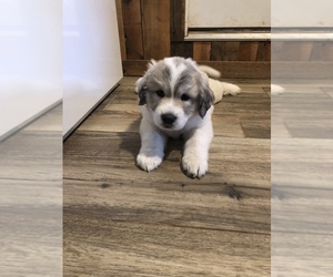 Great Pyrenees Puppy for sale in CHARLESTON, WV, USA