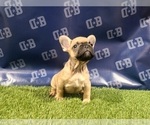 Small Photo #10 French Bulldog Puppy For Sale in DUNCANVILLE, TX, USA