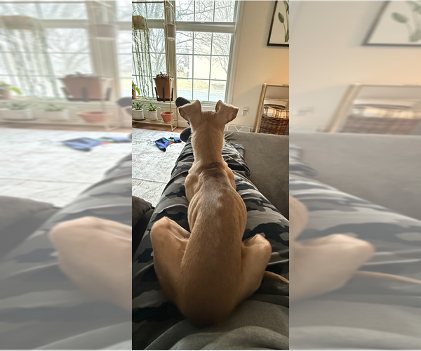 Medium Photo #3 Italian Greyhound-Unknown Mix Puppy For Sale in Andover, MN, USA