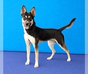 HERCULOID - Male Mutt Dog for Adoption - Photo #2