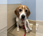 Small #2 Beagle