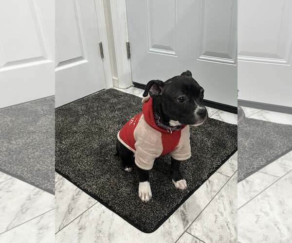 Medium Photo #1 Mutt Puppy For Sale in Catasauqua, PA, USA