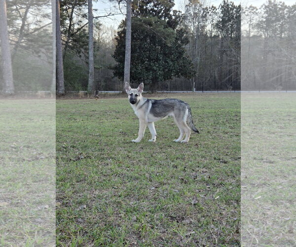 Medium Photo #3 German Shepherd Dog Puppy For Sale in La Grange , NC, USA