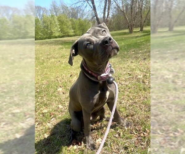 Medium Photo #2 Mutt Puppy For Sale in Forestville, MD, USA