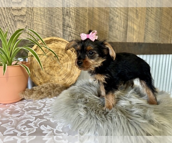 Medium Photo #8 Yorkshire Terrier Puppy For Sale in NAPPANEE, IN, USA