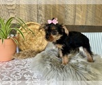 Small #7 Yorkshire Terrier
