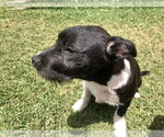 Small #16 American Staffordshire Terrier Mix