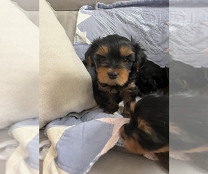 Yorkshire Terrier Puppy for sale in MAYS LANDING, NJ, USA