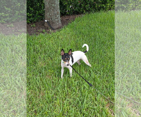 Medium Photo #1 Rat Terrier Puppy For Sale in Orlando, FL, USA