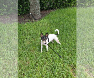 Rat Terrier Dogs for adoption in Orlando, FL, USA