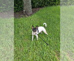 Bobby - Male Rat Terrier Dog for Adoption - Small photo