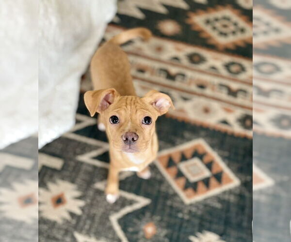 Medium Photo #3 American Pit Bull Terrier-Unknown Mix Puppy For Sale in Plymouth, MN, USA