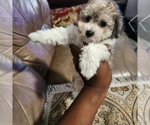 Maltipoo Puppy for sale in FORT WASHINGTON, MD, USA