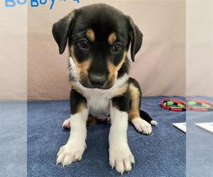 German Shepherd Dog-Unknown Mix Dogs for adoption in Stockton, CA, USA
