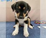 Small German Shepherd Dog Mix