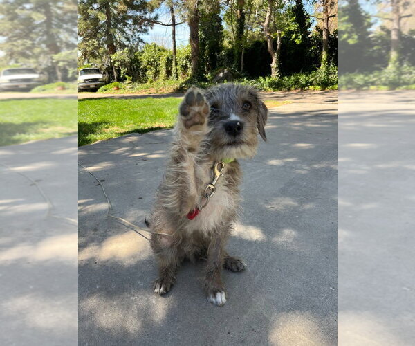 Medium Photo #1 Mutt Puppy For Sale in Salt Lake City, UT, USA