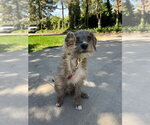 Small Mutt