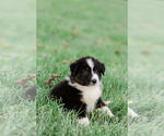 Puppy Piper Australian Shepherd