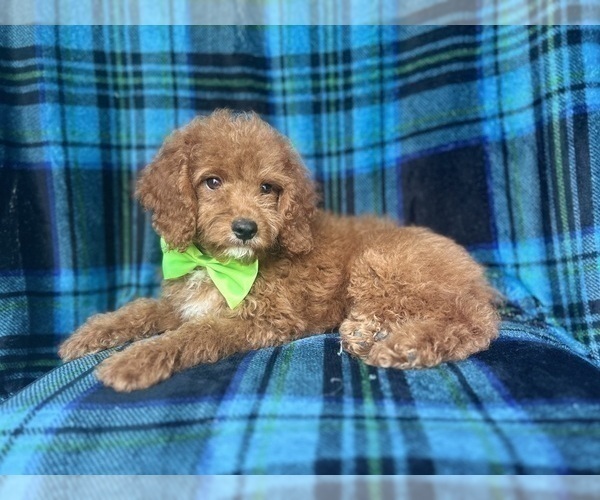 Medium Photo #5 Cock-A-Poo Puppy For Sale in LAKELAND, FL, USA