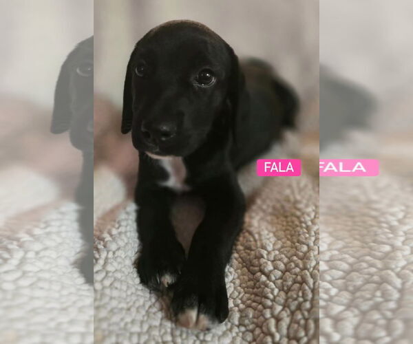 Medium Photo #7 Labrador Retriever-Unknown Mix Puppy For Sale in Alexander, AR, USA