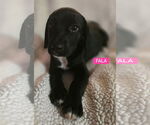 Small #6 Labrador Retriever Mix