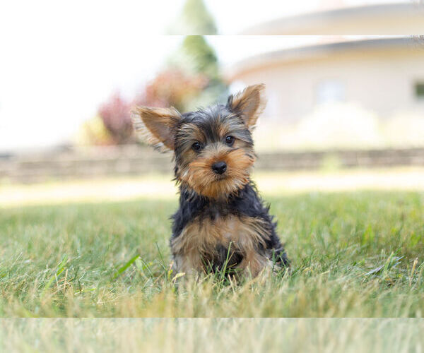 Medium Photo #7 Yorkshire Terrier Puppy For Sale in WARSAW, IN, USA
