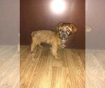 Small Photo #3 -Yorkshire Terrier Mix Puppy For Sale in LAPEER, MI, USA